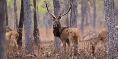 Protecting Endangered Deer: Laos