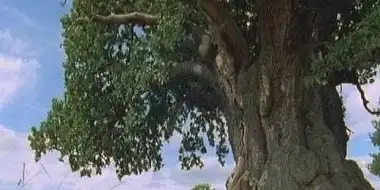 The Millennium Oak