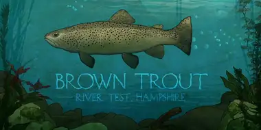 Brown Trout: River Test, Hampshire