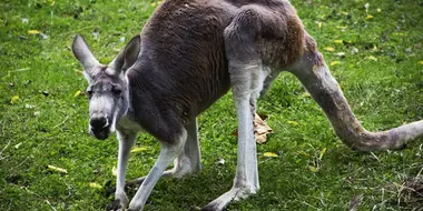Kangaroo Mance