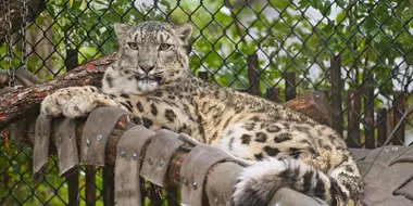 Snow Leopard Surgery