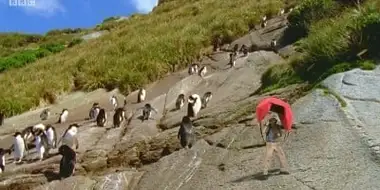 New Zealand Penguins