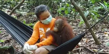 Saving Indonesia's Orangutans