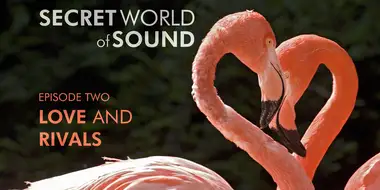 Secret World of Sound: Love and Rivals
