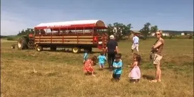 A Cow Purchase