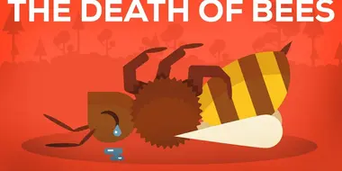 The Death of Bees Explained — Parasites, Poison and Humans