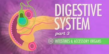 Digestive System, Part 3