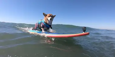 The Surfing Corgi & Bee Dogs