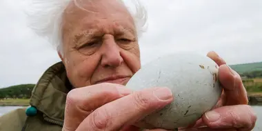 Attenborough's Wonder of Eggs