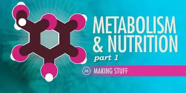 Metabolism & Nutrition, Part 1