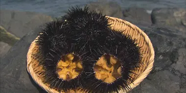 Sea Urchin