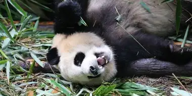 Know My Name, Giant Panda