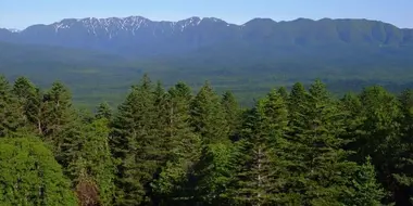 The Forest of Higashi-Taisetsu