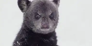 Bearwalker of the Northwoods