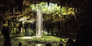 Forests of the Maya