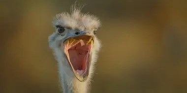 The Ostrich