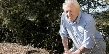 Attenborough and the Empire of the Ants