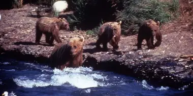 Showdown at Grizzly River