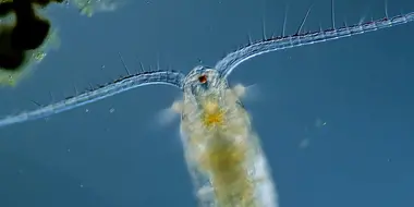 Copepods: The Diatom-Devouring King of Plankton