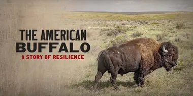 The American Buffalo: A Story of Resilience