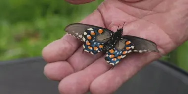 The Butterfly Keeper