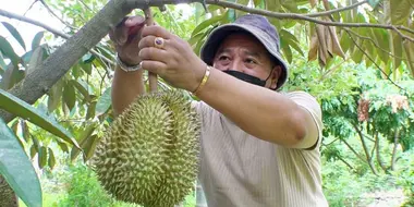 Defending the King of Fruit: Thailand