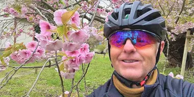 Enjoying Matsumae Cherry Blossoms in Full Bloom by Bicycle