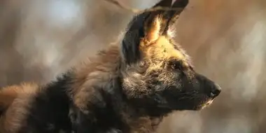 Painted Dog Puppy Drama