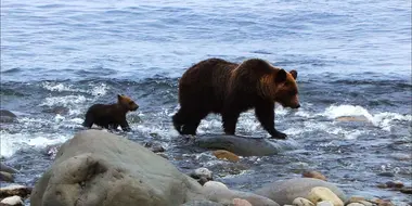 Shiretoko, Brown Bears of the Shore