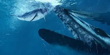 Whale Killer