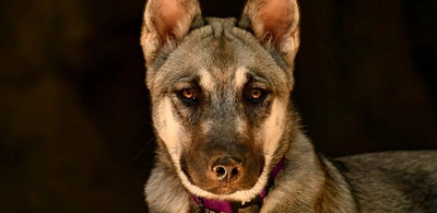 Lo que tu mascota revela sobre tu verdadera personalidad