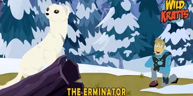 The Erminator