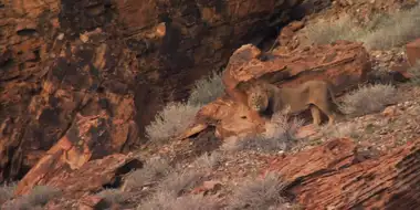 Desert Lions