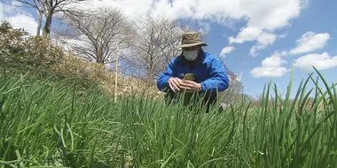 Wild Vegetable Picking in Shiraoi