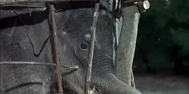 Flipper and the Elephant (1)