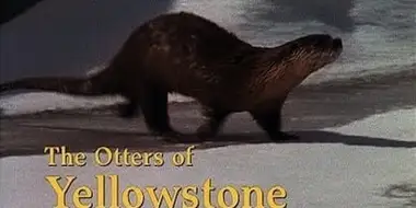 The Otters of Yellowstone