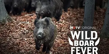 Wild Boar Fever 5