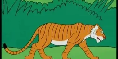 India - Tiger