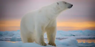 The Polar Bear