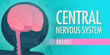 Central Nervous System