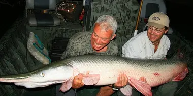 Alligator Gar