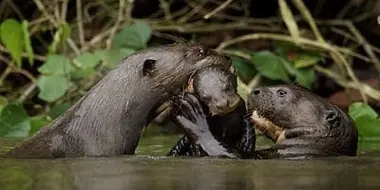 Giant Otters of the Amazon