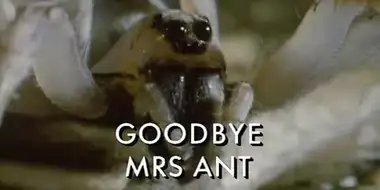 Goodbye Mrs Ant