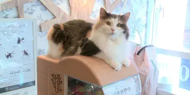 Cats and Japan