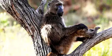 Bringing Up Baby... Baboons!