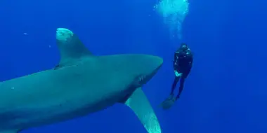 Deadliest Sharks