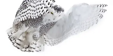 Magic of the Snowy Owl