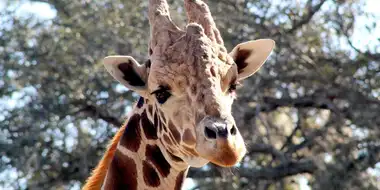 Giraffe Swap