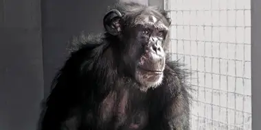 Chimpanzees: an Unnatural History