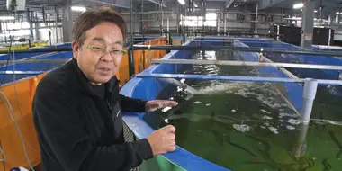 Sustainable Fisheries through Advances in Aquaculture: Aquaculture Innovator - Yamamoto Toshimasa